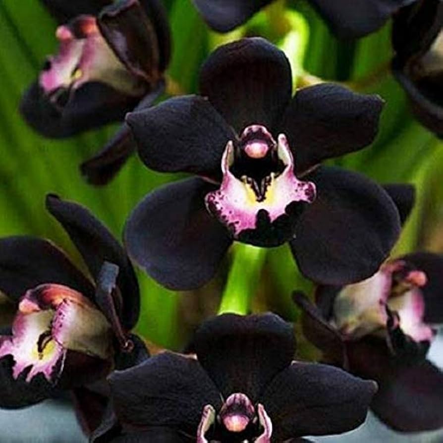 Huile parfumé orchidée noire