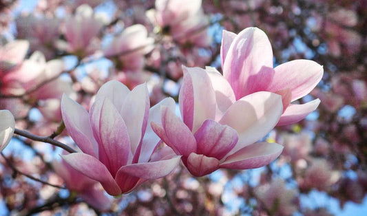 Huile parfumée Magnolia
